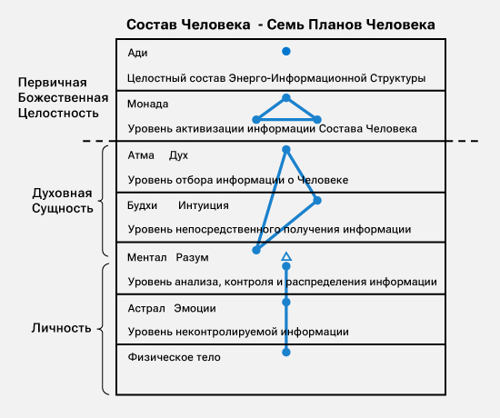 Состав Человека