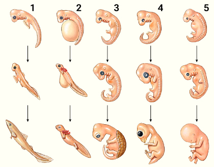 Рис. 1 Сходство стадий эмбрионального развития позвоночных